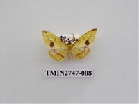 藏品(尺蛾309)的圖片